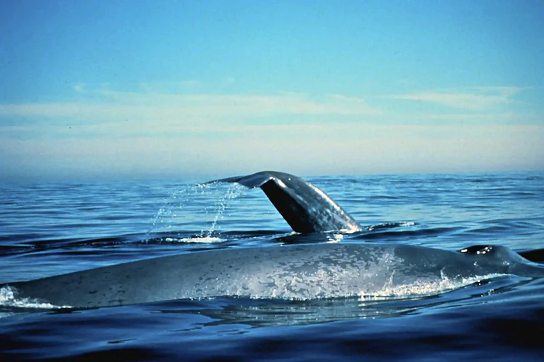 Two blue whales on the ocean surface