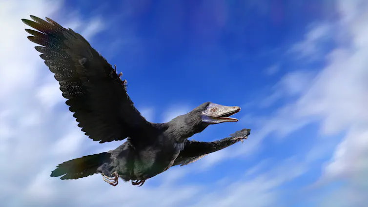 3D rendering of black bird-like dinosaur flying through the sky