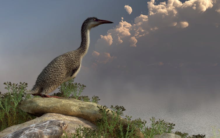 Illustration of bird with tiny wings perched on a rock