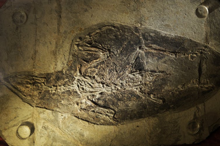 Outline of dinosaur clearly preserved in rock