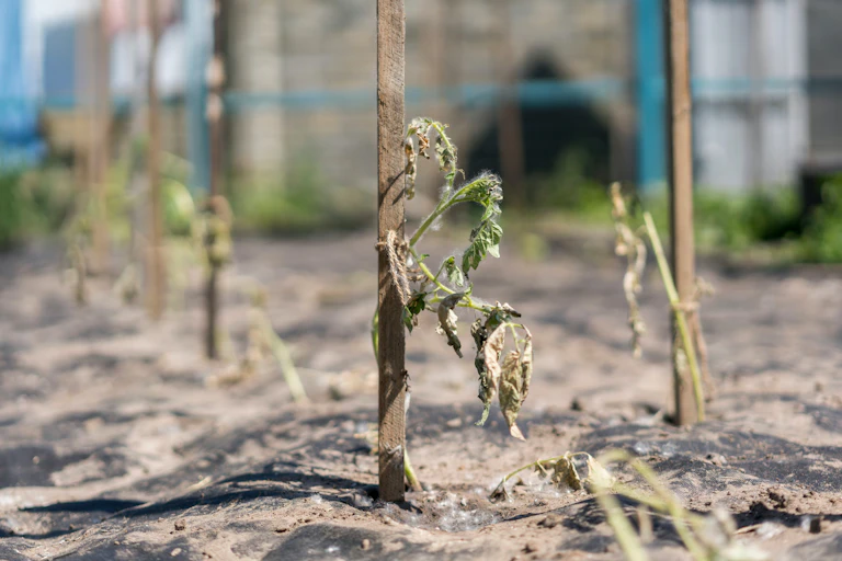 Plantas secas de tomate.