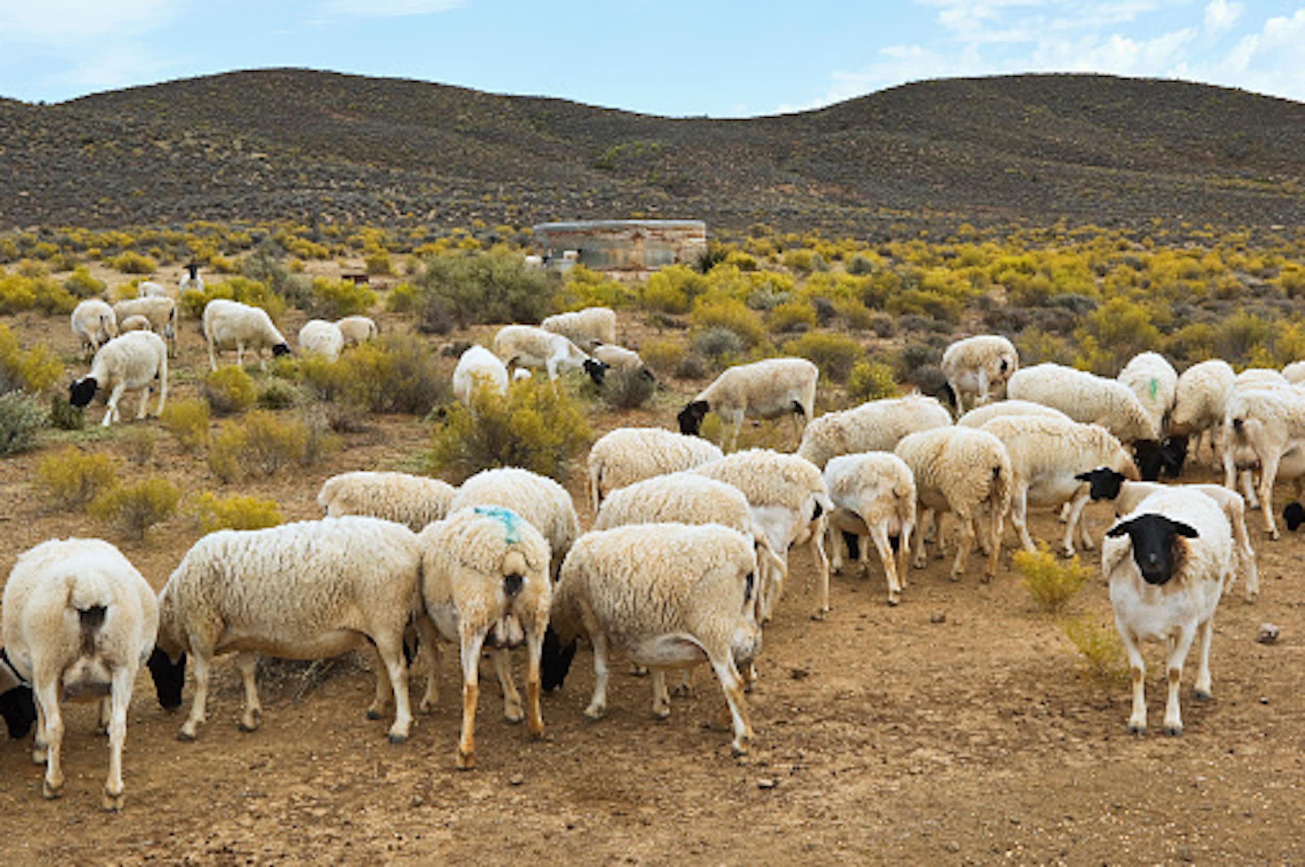 Sheep in a dry landscape where low bushes are growing