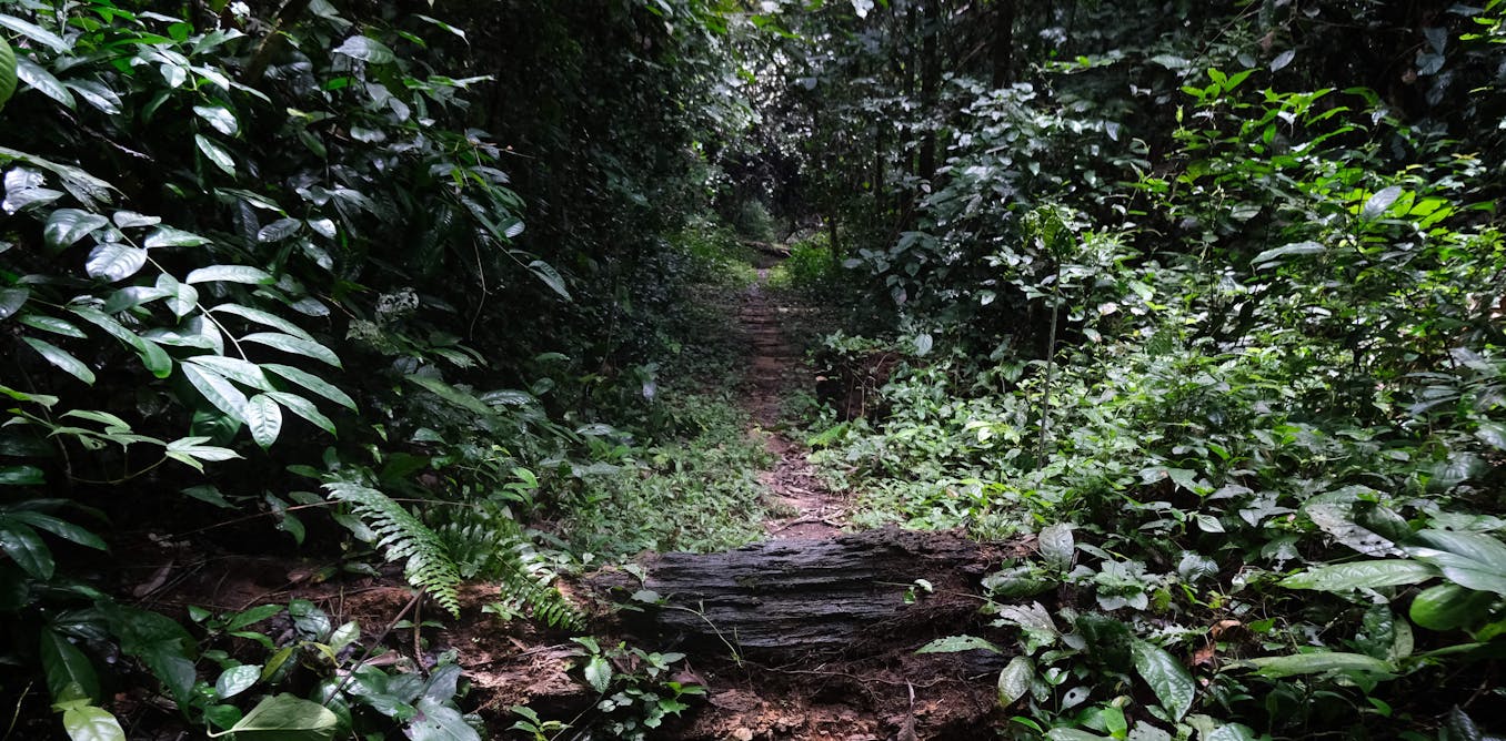 Nigeria’s Forests Are Fast Disappearing – Urgent Steps Are Needed to Protect Their Benefits to the Economy and Environment