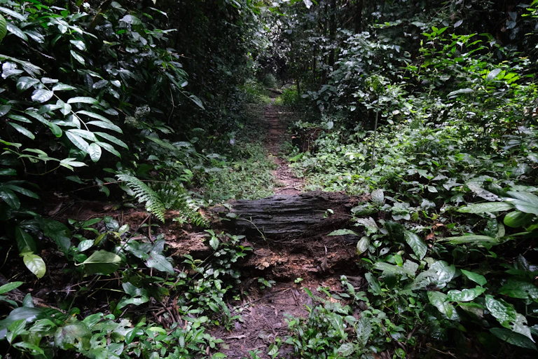 A footpath within a forest.