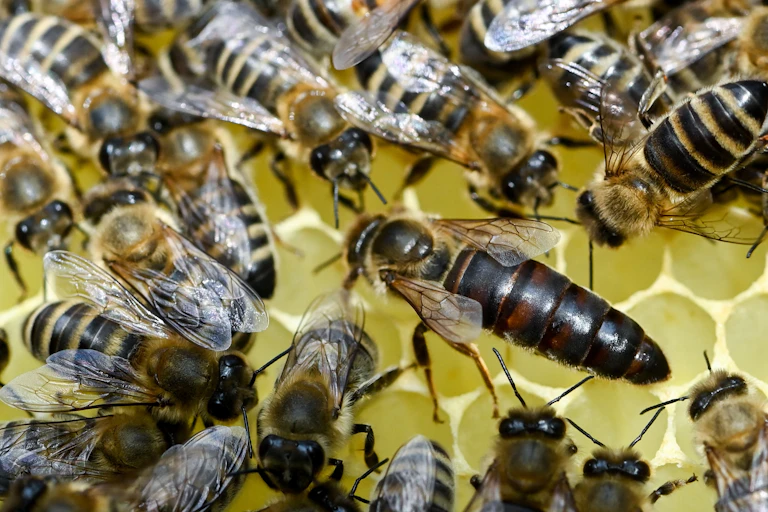 Várias abelhas se reúnem em torno de uma rainha maior nos favos de uma colmeia
