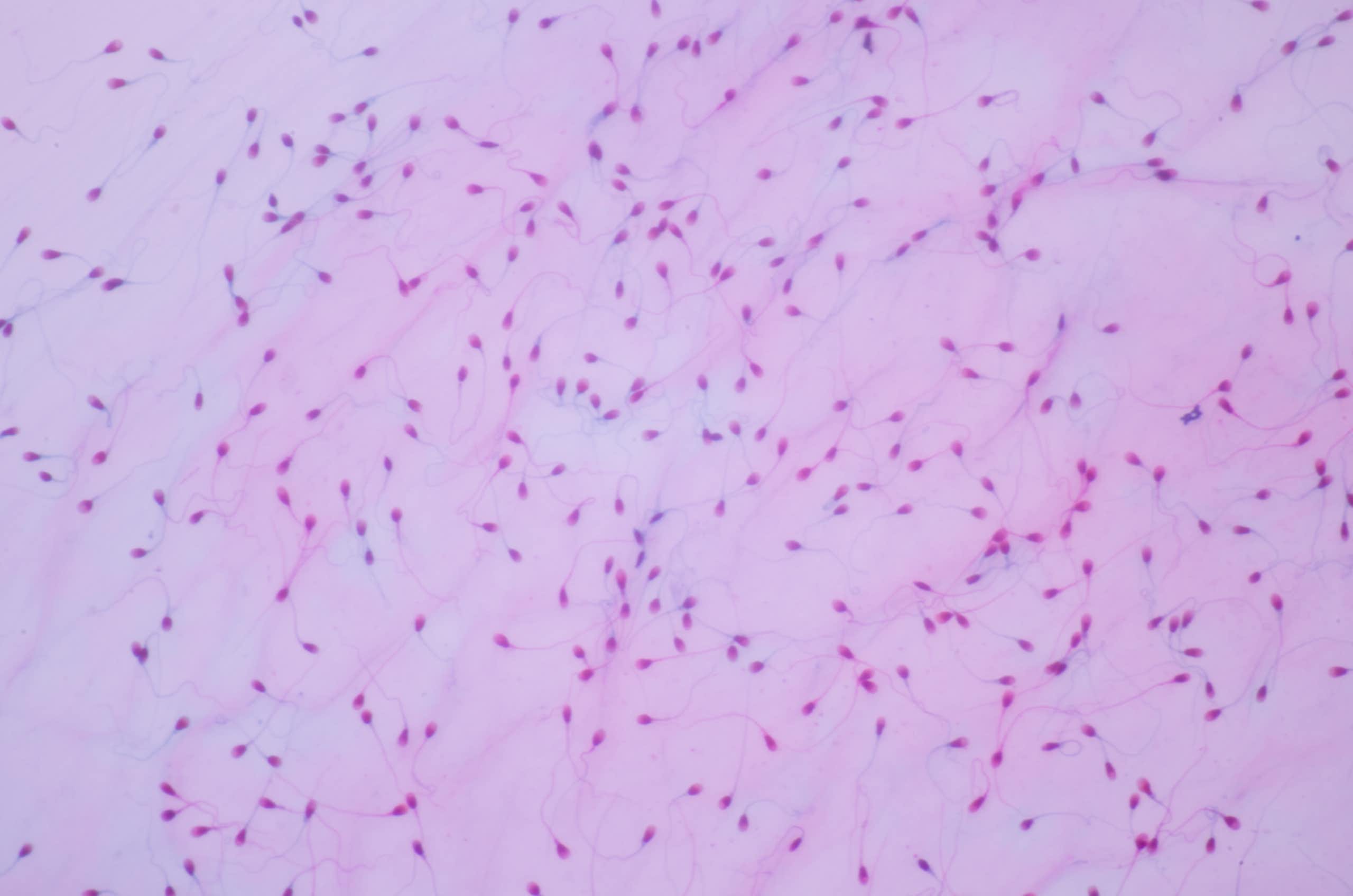 La microbiota también podría desempeñar un papel en la fertilidad del hombre