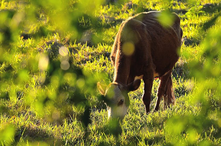 A cow photographed through a tree canopy.