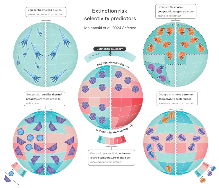 Infographic summarising the key traits and factors identified by the study that determine species risk to extinction.