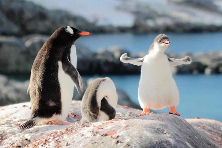Animals in polar regions are at particular risk.