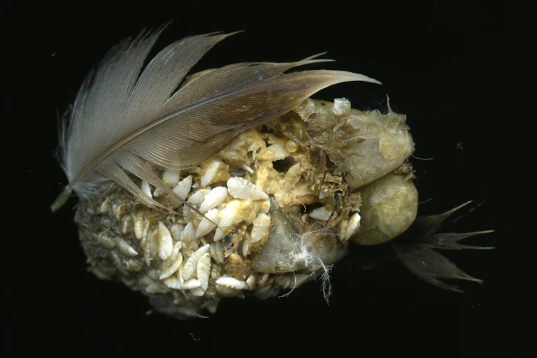 Un agglomérats de plumes, de petits os de poissons et d'autres déchets non digérés par un cormoran.