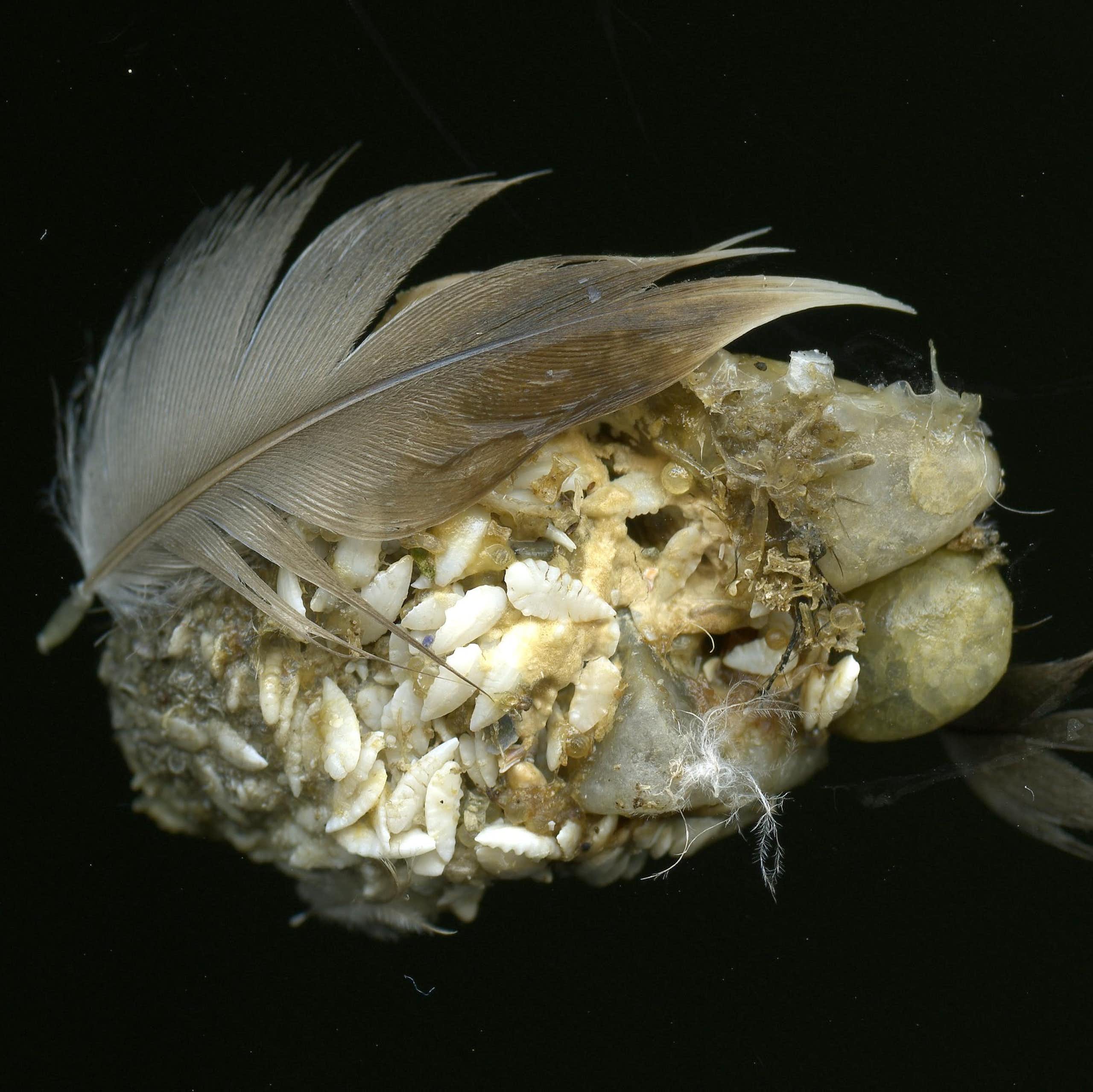 Un agglomérats de plumes, de petits os de poissons et d'autres déchets non digérés par un cormoran.