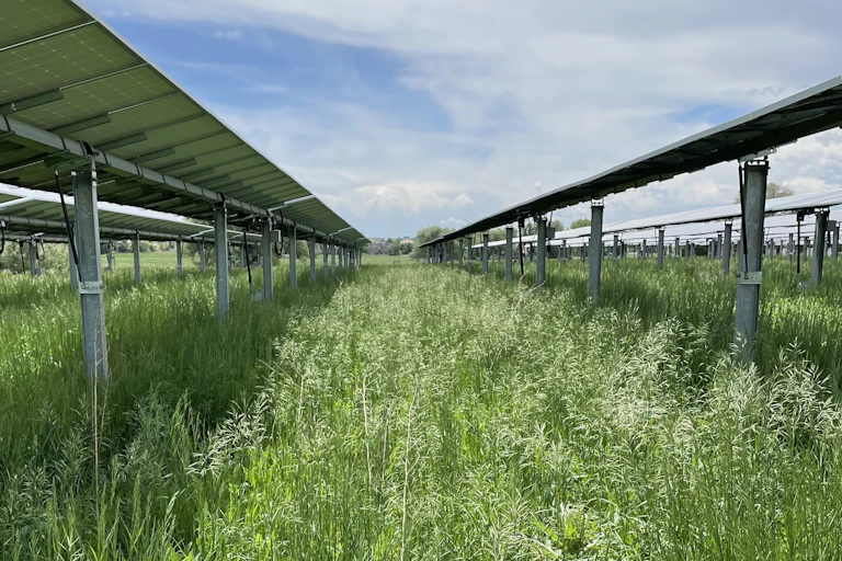 Grasses rise between rows of solar PV panels