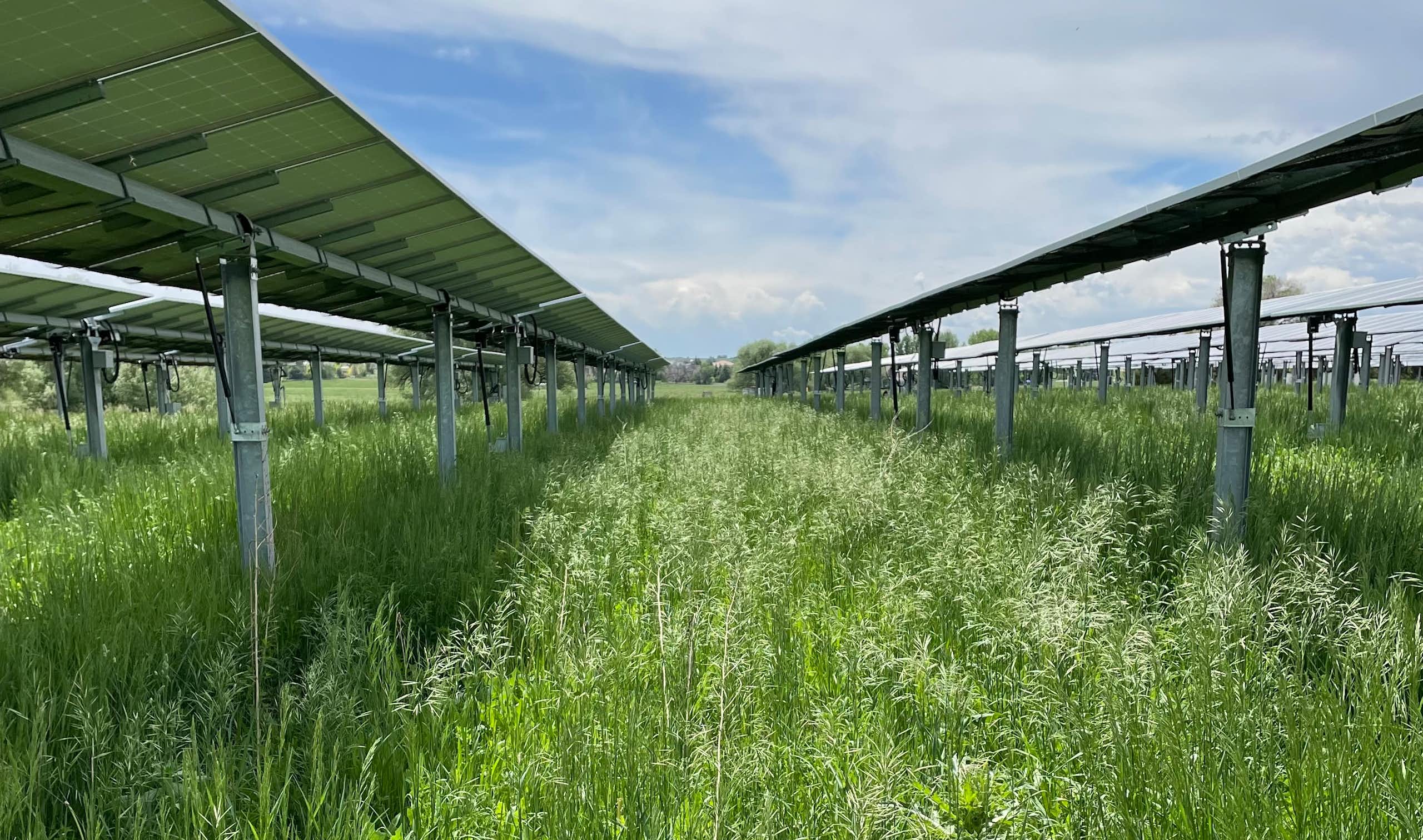 Grasses rise between rows of solar PV panels