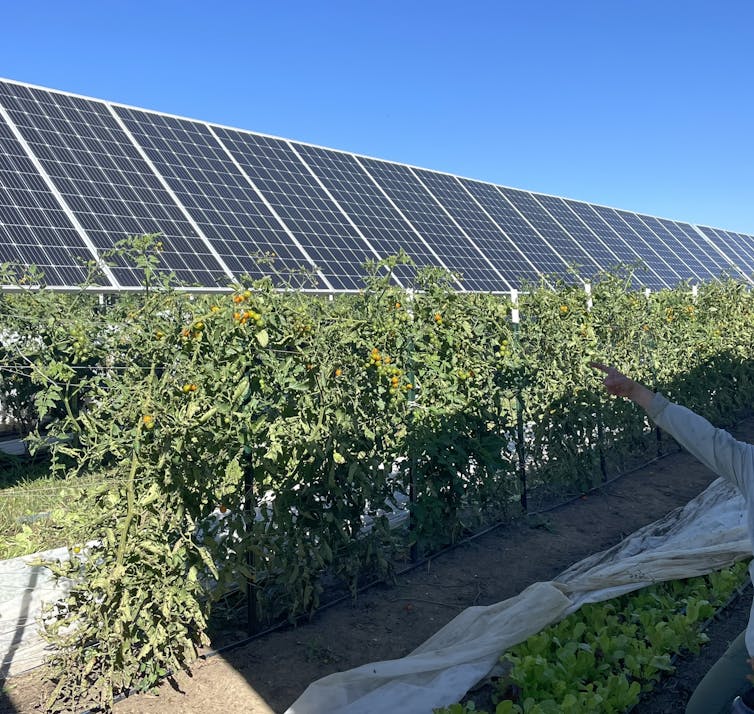 A row of solar photovoltaic panels with bushy tomato plants in front of them
