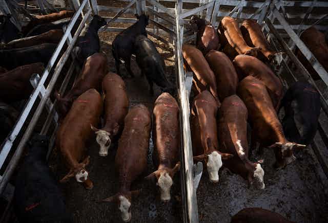 Cattle bunch together as they move through a livestock market in Buenos Aires in 2020