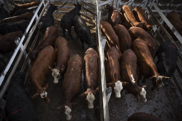 Cattle bunch together as they move through a livestock market in Buenos Aires in 2020