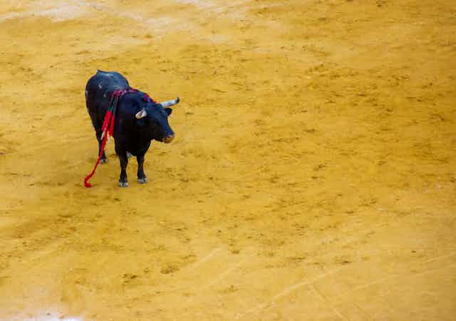 Um touro já ferido em uma arena de touradas