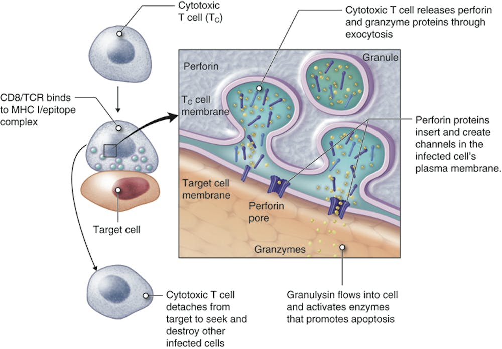 Immune cells can adapt to invading pathogens, deciding whether to fight ...