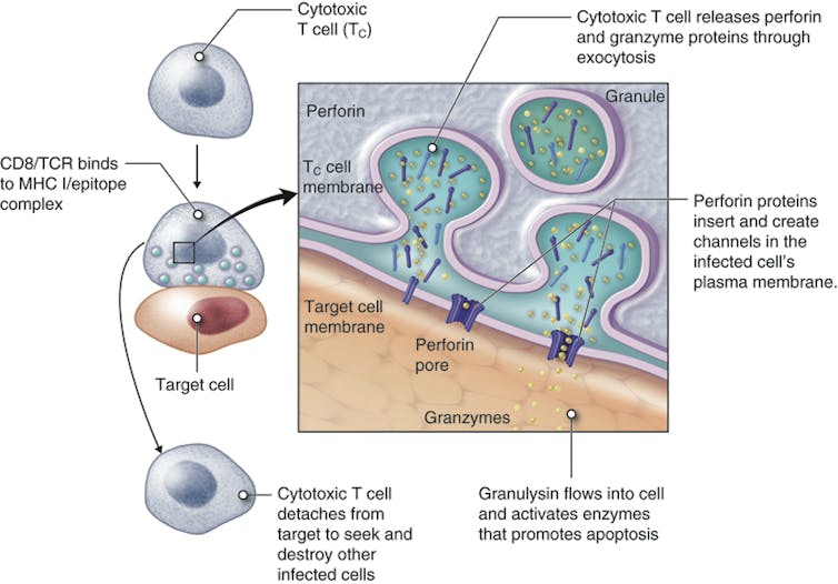 Diagram of cytotoxic T cell killing a target cell