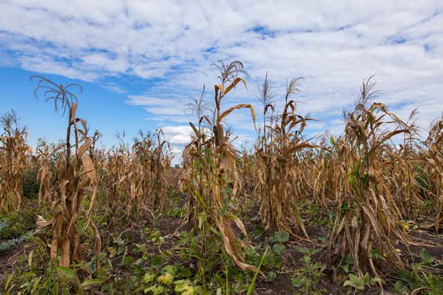 A field of dying maize plants in southern Malawi during the 2016 severe drought caused by El Nino.
