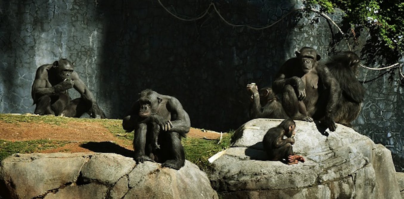 Chimpanzees stayed in an ‘invisible cage’ after zoo enclosure was enlarged – South African study
