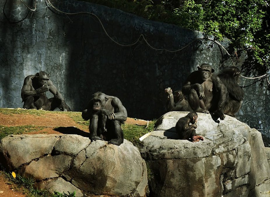 Chimpanzees sitting on large rocks