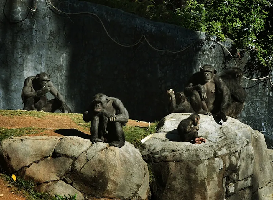 Chimpanzee Rocks Chimpanzees stayed in an ‘invisible cage’ after zoo enclosure was ...