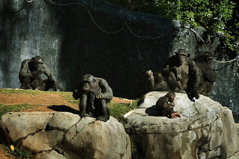 Chimpanzees sitting on large rocks