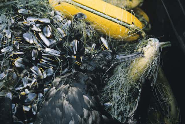 Um grande pássaro preto, morto, emaranhado em uma rede com muitos peixes