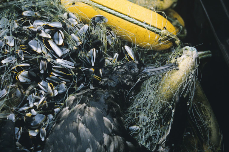 Um grande pássaro preto, morto, emaranhado em uma rede com muitos peixes