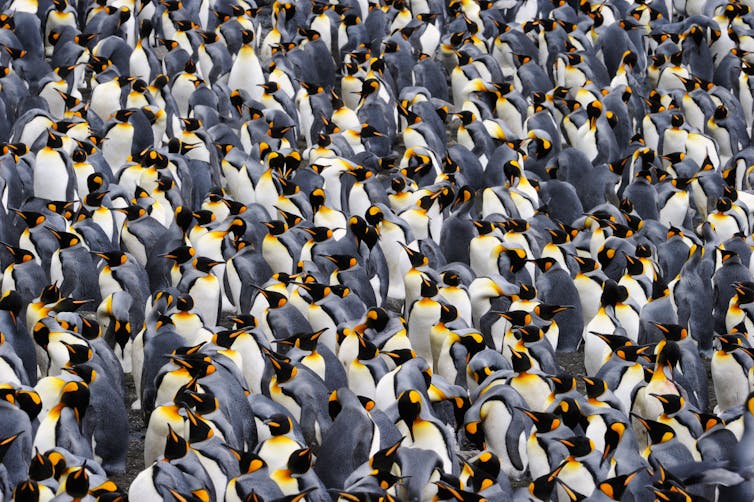 A colony of king penguins.