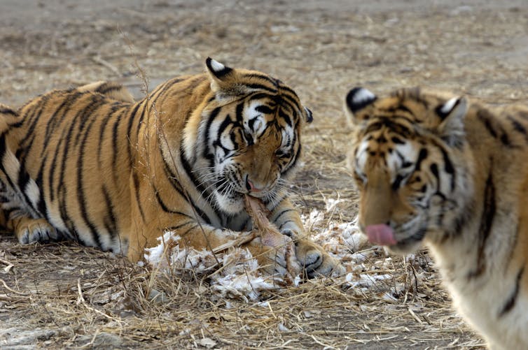 Two tigers eating a chicken.