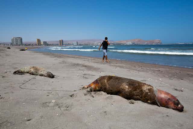 A young man passes by two dead sea lions on a beach.