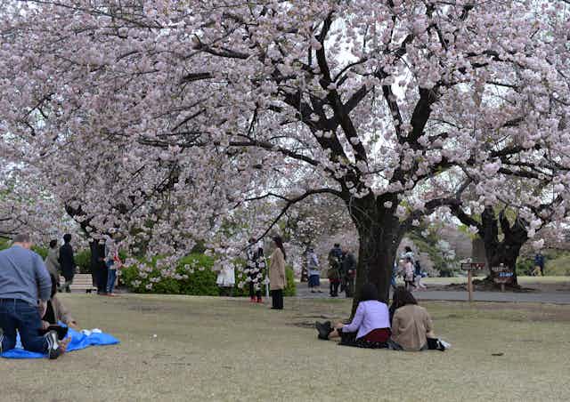 Families sit or walk around large trees with pink blooms in a garden.