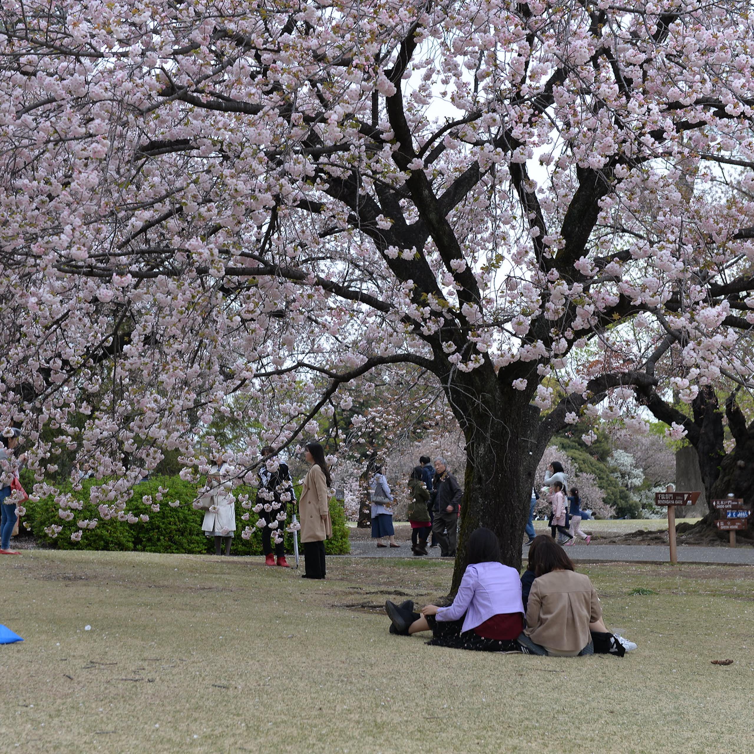 Families sit or walk around large trees with pink blooms in a garden.