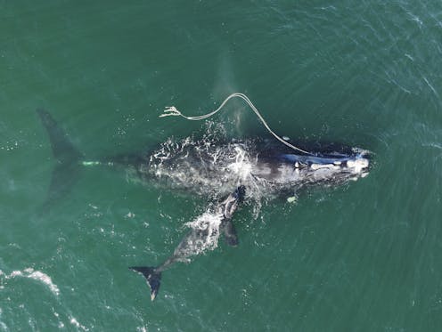 Surviving fishing gear entanglement isn’t enough for endangered right whales – females still don’t breed afterward