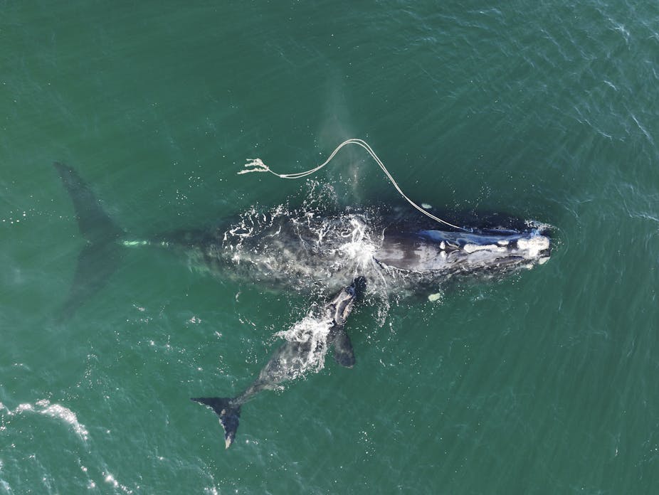 A mother whale, trailing rope, swims with her calf.