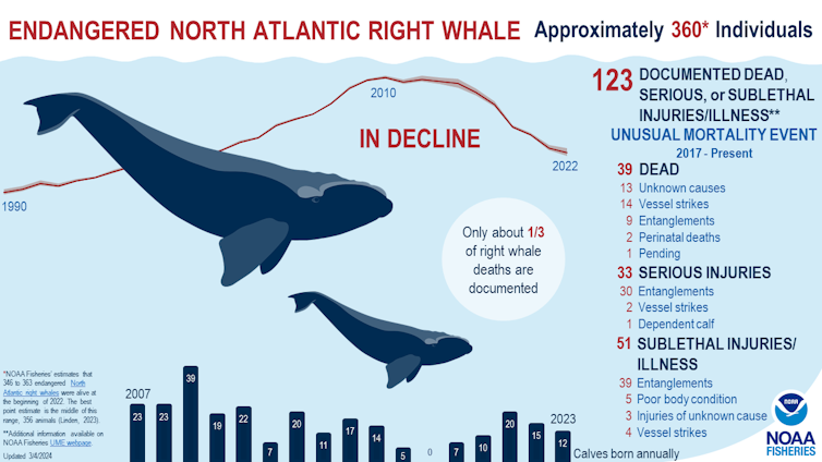 Infographic showing North Atlantic right whale population trends