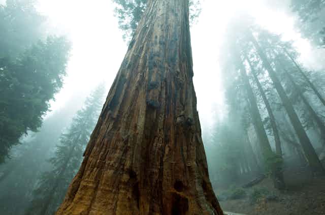 Sequoias tree in misty forest
