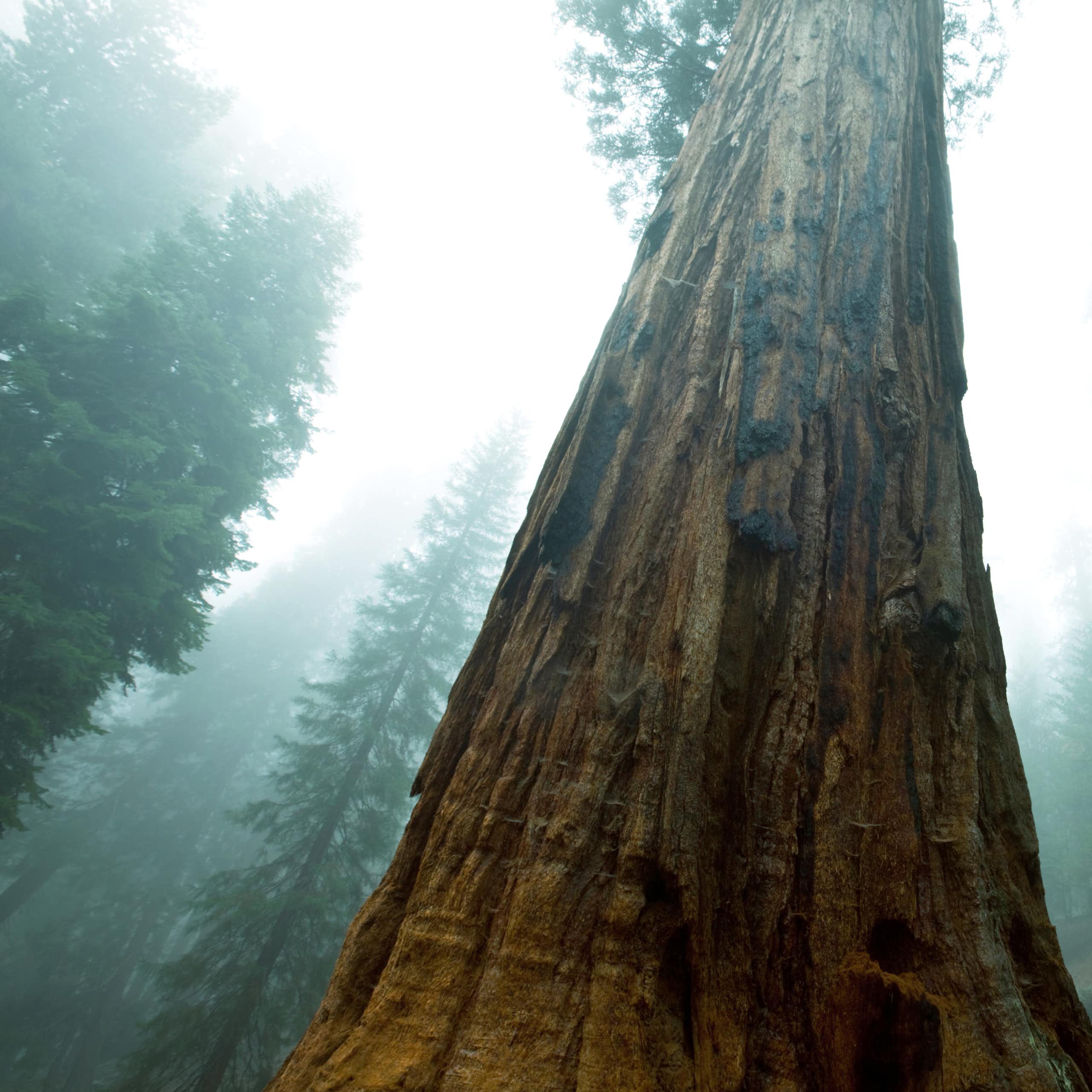 Sequoias tree in misty forest