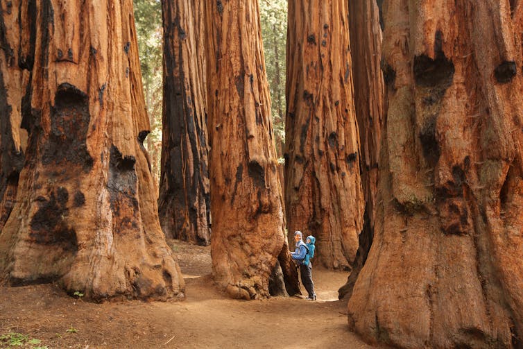 Woman carrying baby stands next to base of giant trees