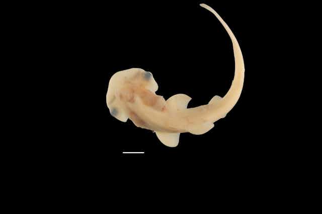 Vista dorsal de um embrião de tubarão translúcido em um fundo preto