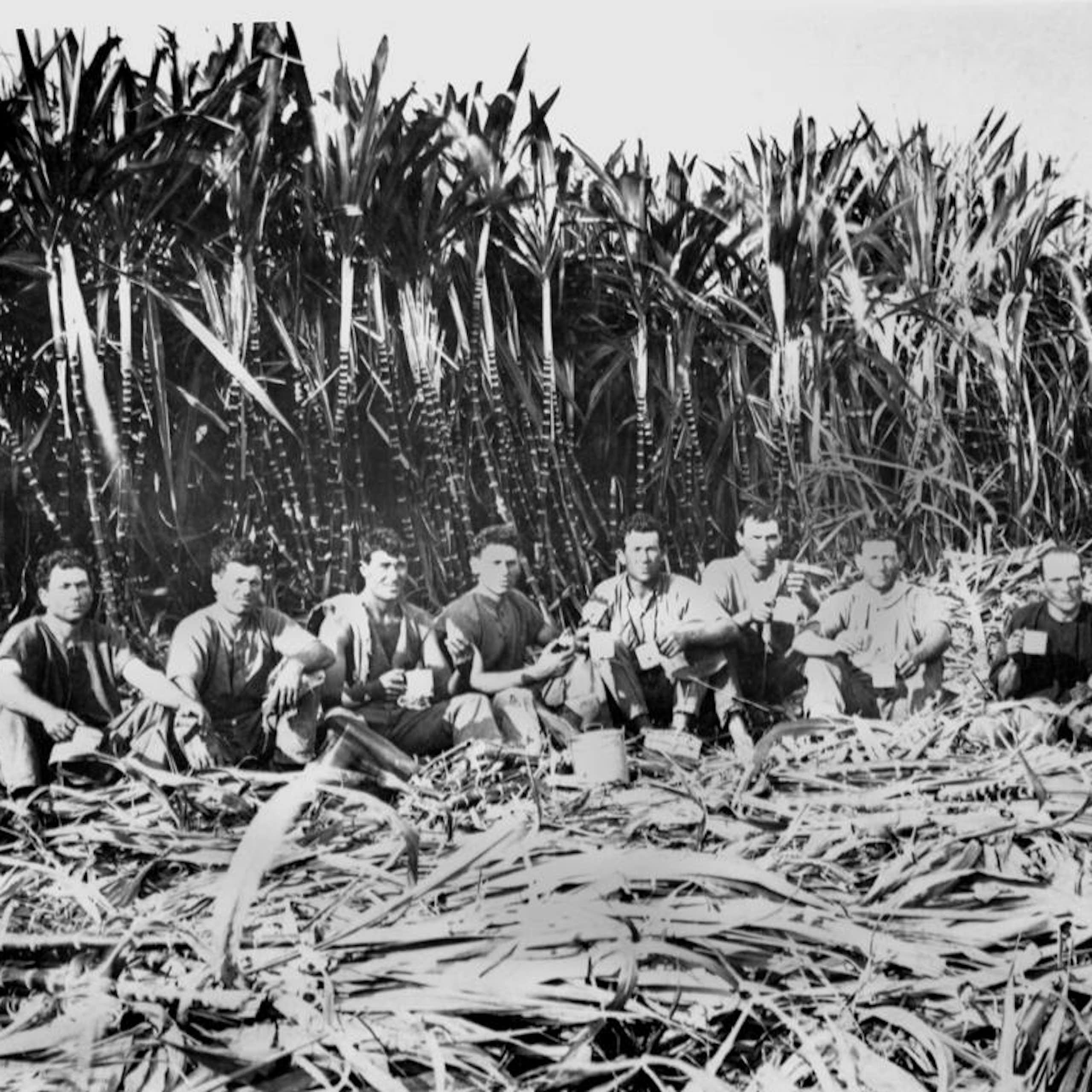 Italian cane cutters sitting in a field in Innisfail, Queensland 1923