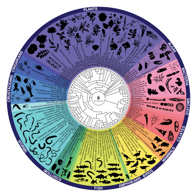 A graphic showing the tree of life.