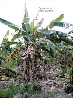 plantain tree in field