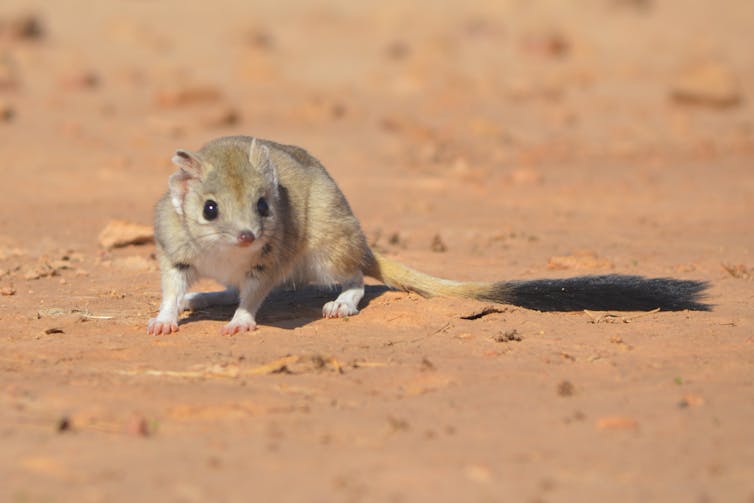 A kowari standing in the desert facing the camera with its long bushy tail stretched out to the right