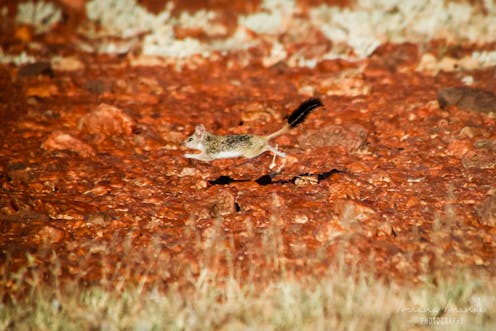 a pint-sized predator on the fast track to extinction