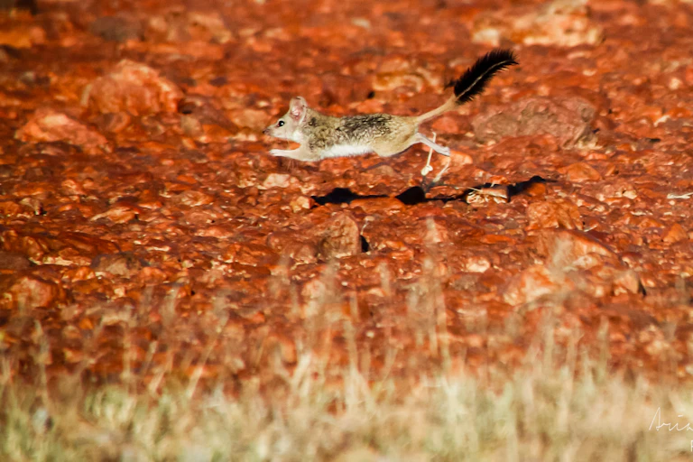 A kowari dashing across the stony desert in the with its long bushy tail stretched out behind it