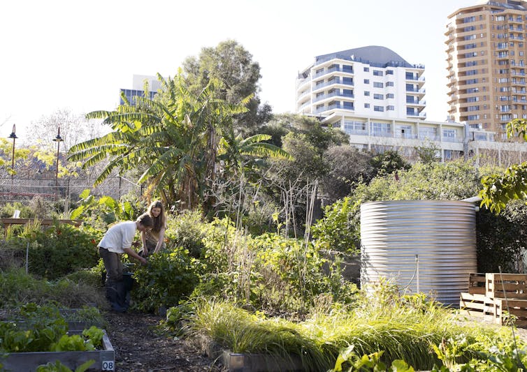 Two young people working in a community garden