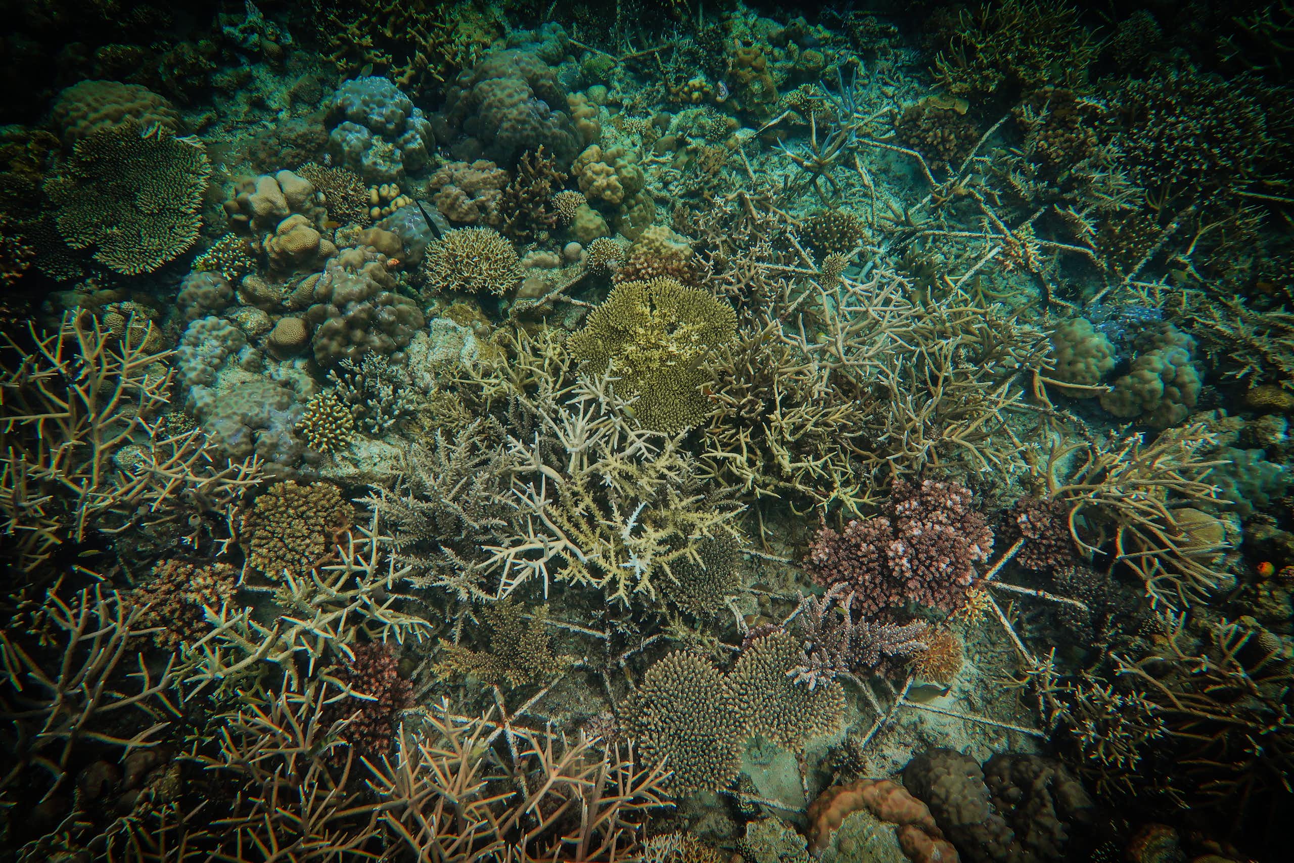Karang hasil restorasi dapat tumbuh secepat karang sehat dalam waktu empat tahun – riset